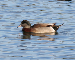 Anas platyrhynchos × Mareca americana