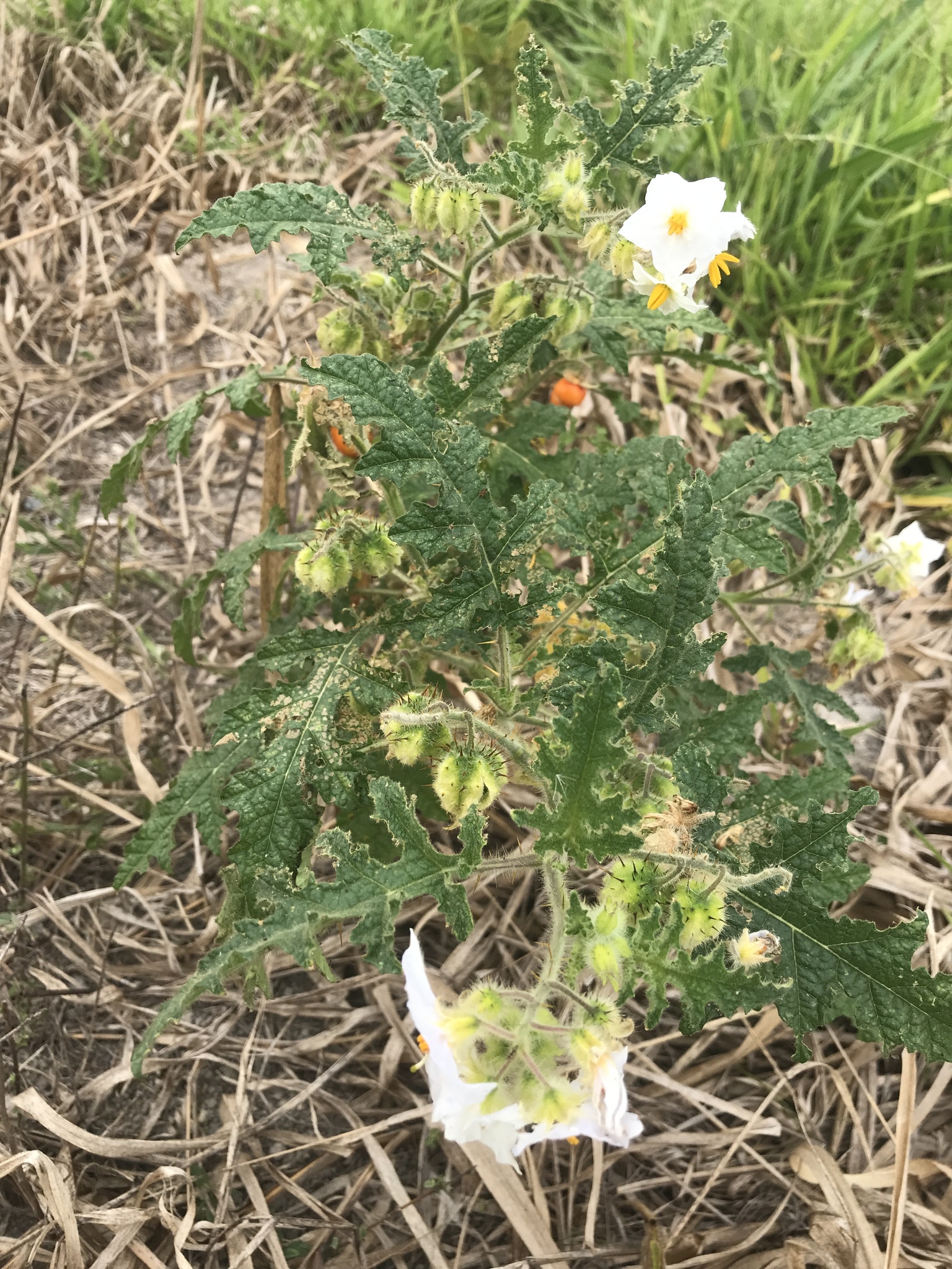 Solanum sisymbriifolium