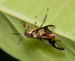 Chrysops dispar