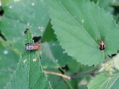 Horciasinus signoreti