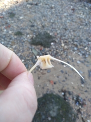 Vertebrata