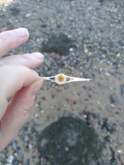 Vertebrata