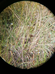 Turnix hottentottus
