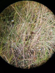 Turnix hottentottus