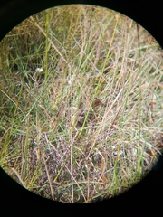 Turnix hottentottus