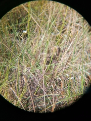 Turnix hottentottus