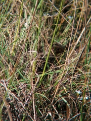 Turnix hottentottus