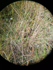 Turnix hottentottus