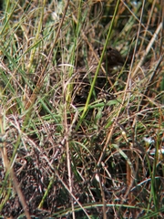 Turnix hottentottus