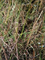 Turnix hottentottus