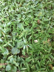 Pseudechinolaena polystachya