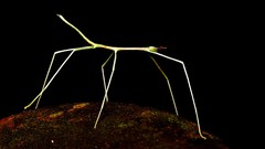 Cladoxerus cryphaleus