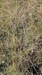 Turnix hottentottus
