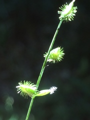 Pseudechinolaena polystachya