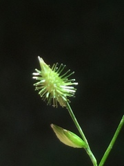 Pseudechinolaena polystachya