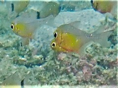 Pempheris analis