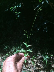 Pseudechinolaena polystachya