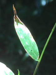 Pseudechinolaena polystachya