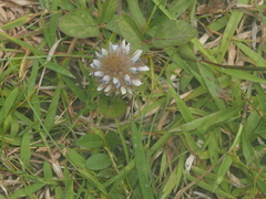 Uraria