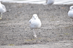 Larus delawarensis