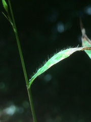 Pseudechinolaena polystachya