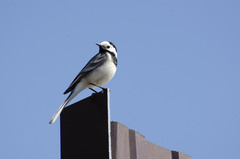 Motacilla alba