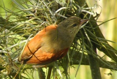 Cranioleuca subcristata