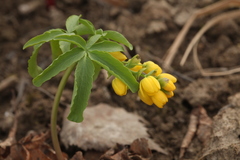 Gymnospermium altaicum