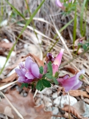Chamaecytisus purpureus