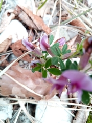 Chamaecytisus purpureus