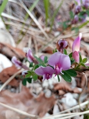 Chamaecytisus purpureus