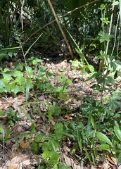 Dichanthelium equilaterale