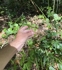 Dichanthelium equilaterale