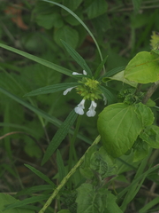 Leucas lavandulifolia