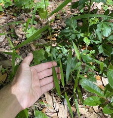 Dichanthelium equilaterale