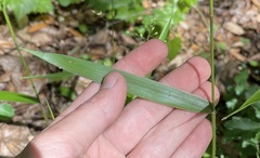 Dichanthelium equilaterale