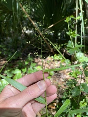 Dichanthelium equilaterale