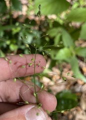 Dichanthelium equilaterale