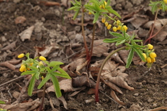 Gymnospermium altaicum