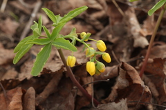 Gymnospermium altaicum