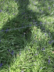 Hyacinthoides
