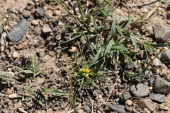 Artemisia palustris