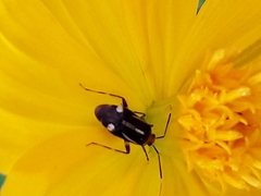 Horciasinus signoreti