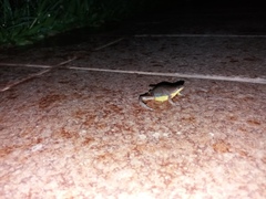 Elachistocleis bicolor