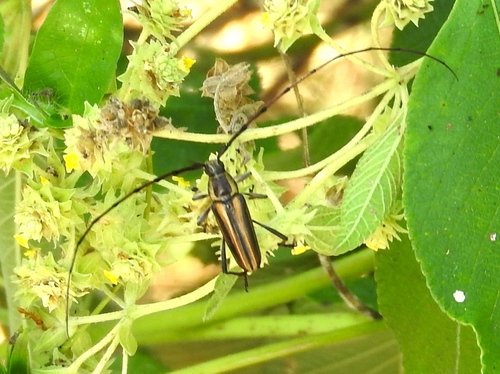 Sphaenothecus maccartyi