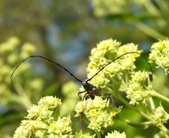 Sphaenothecus maccartyi