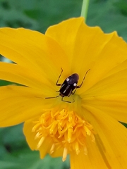 Horciasinus signoreti