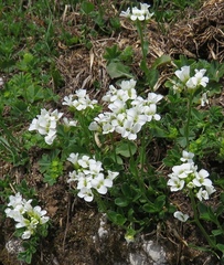 Arabis vochinensis