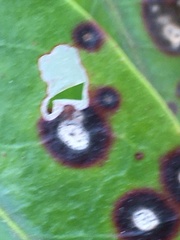 Acericecis ocellaris