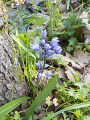 Scilla bithynica